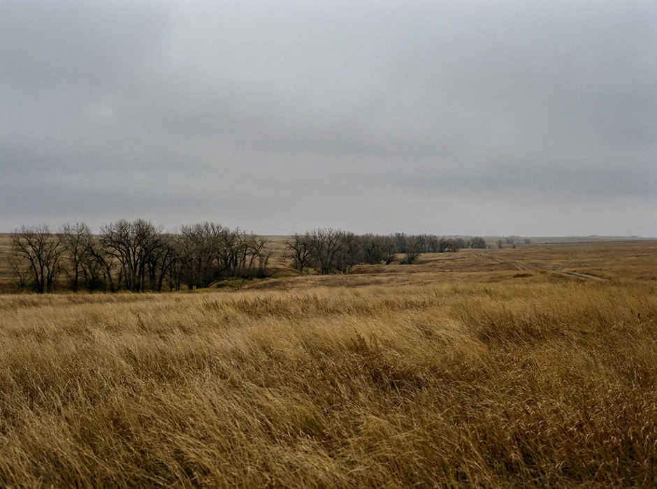 Prairie grass and cottonwood trees under an overcast sky.